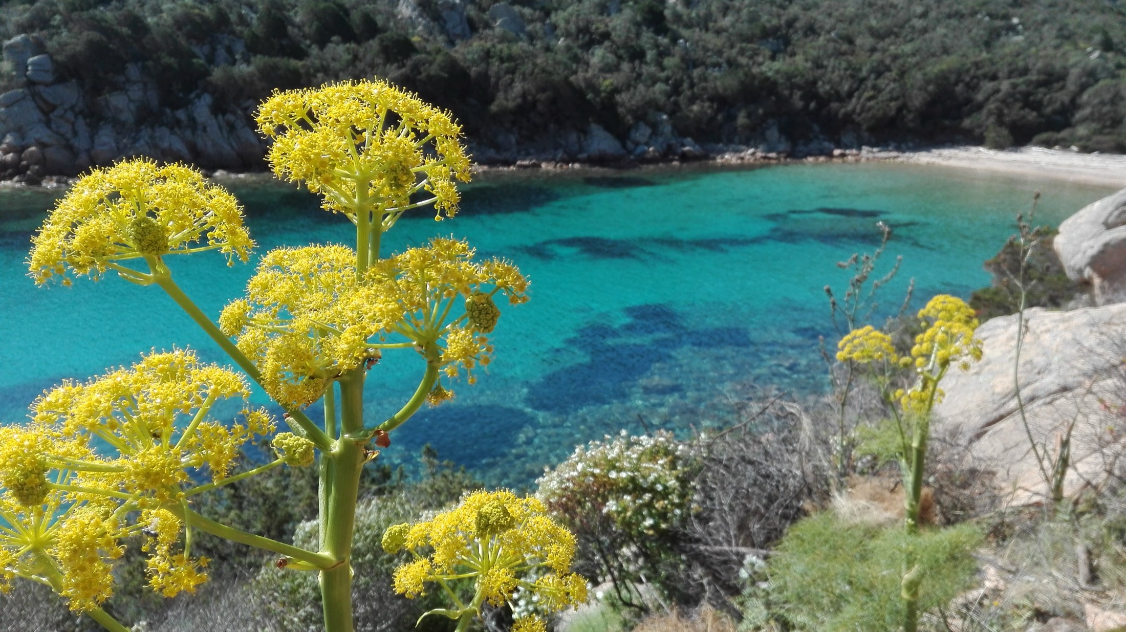 Macchia mediterranea e granito nell'Arcipelago di La Maddalena